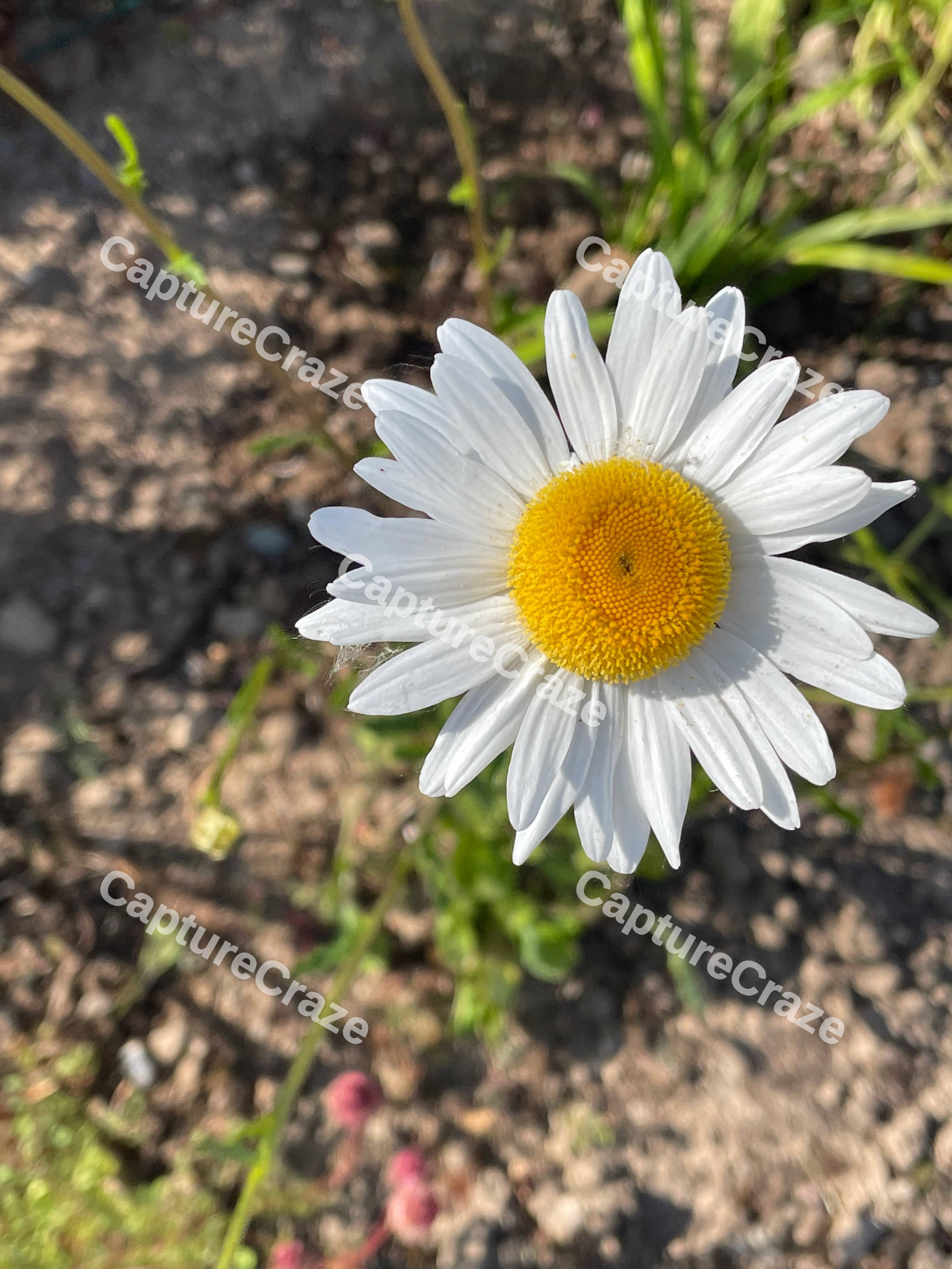 White Large Daisy